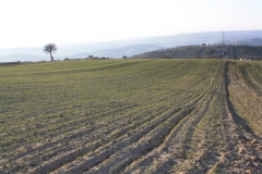 Campo di grano germinato